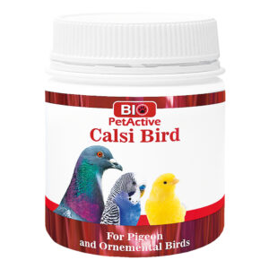 Calsi Bird